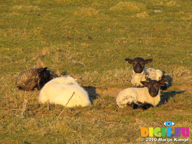 SX12766 Four little lamb resting
